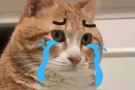 猫还能被尿憋死？猫咪一生之敌——尿闭图片