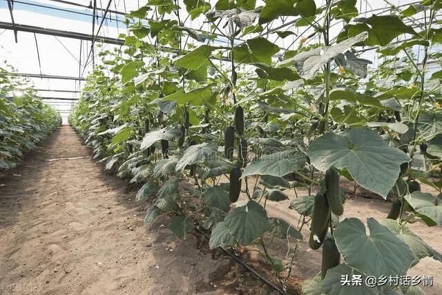 学会自配生根、长叶、坐果肥，还愁蔬菜长不好吗，省钱又实惠