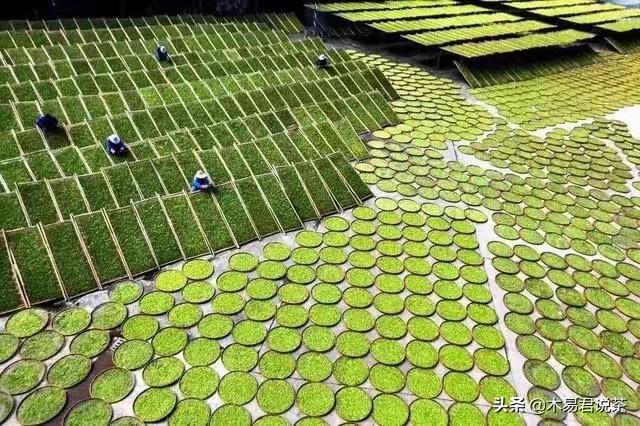 白茶香气和滋味形成的物质基础