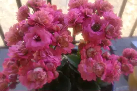 长寿花界的“巨无霸”—唐卡，花朵大而美，花期持久，你值得拥有图片