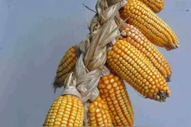 于凡诺说：偷玉米的猴子图片