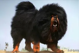 世界上凶猛的十种狗，日本土佐犬上榜，藏獒排名第二图片