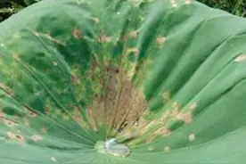 荷叶褐斑病的防治办法？图片