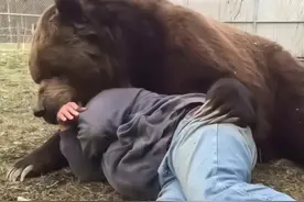 西藏自驾游被棕熊包围！野外遇熊到底该如何？专家：千万别装死！图片