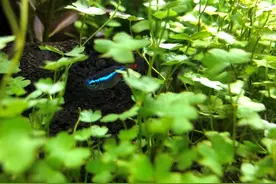 土里的草养腻了？来试试养水里的草吧！图片