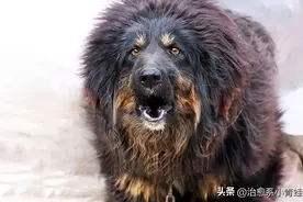 世界上最凶的狗,前五能轻松干掉藏獒！图片