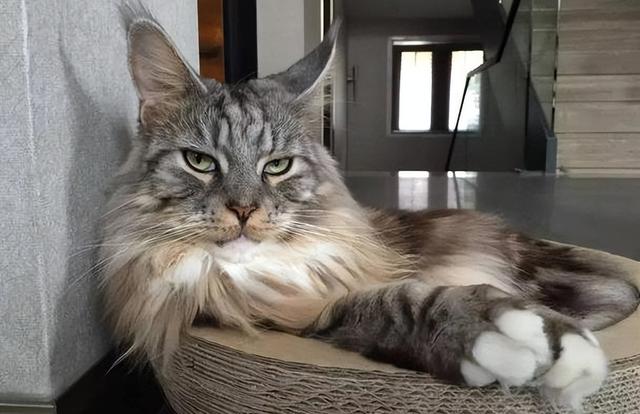 缅因猫为什么不能养呢？（为什么不建议你养缅因猫这几点）