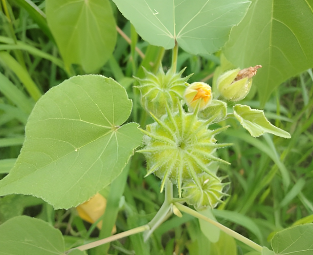 有花友就很好奇怎么用苘麻来制作麻绳,这里就需要将苘麻的茎皮晒干了.