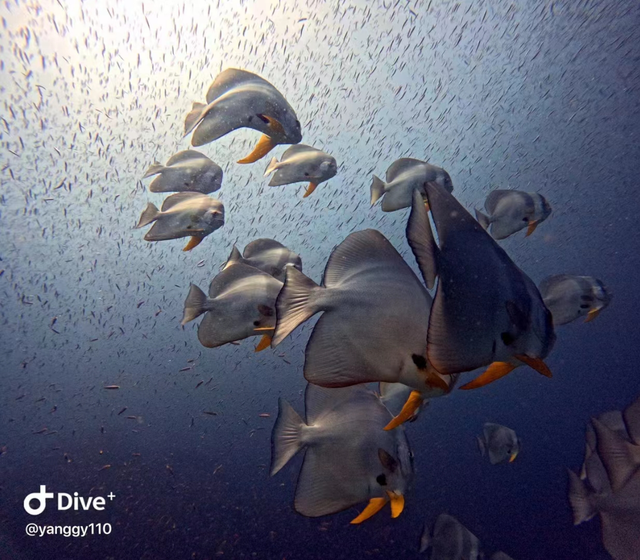 ʵ�⣬����Ǳˮ����õ�����װ������Щ