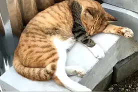 “好怪哦！这俩猫，打架后捡错手了吗？？”图片