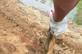 广东男子开挖机连续两天挖到甲鱼、乌龟，网友：你摊上事了图片