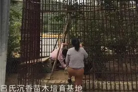 嫁接奇楠的发展史图片