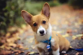 小柯基犬的颜色有多少？什么时候毛发变黄？啥时候定型？图片