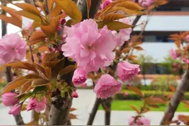 初中文学名著阅读之一《朝花夕拾》图片