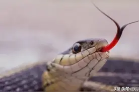 家中进蛇是吉兆？女子故意留蛇在家中，谁知被蛇窝压塌房顶图片