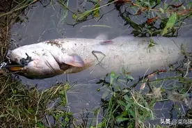 钓鲶鱼最佳时间是什么时候？图片