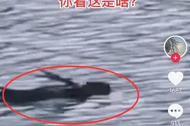 长春一公园湖水中拍到不明生物，通体黑色速度极快，是水猴子？图片