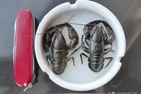 东北这河鲜被误会是“小龙虾”，60一斤外地人嫌贵，本地人抢着买图片