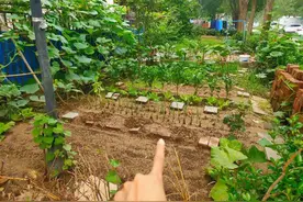 霸占邻居院子种菜，全网痛斥大妈，可是依我看，这事很快就会反转图片