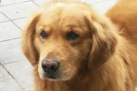 6年养狗家庭必备药品✔看了能省好几千！图片