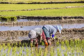水稻钻心虫难防治，杀虫不杀卵，等于活白干图片