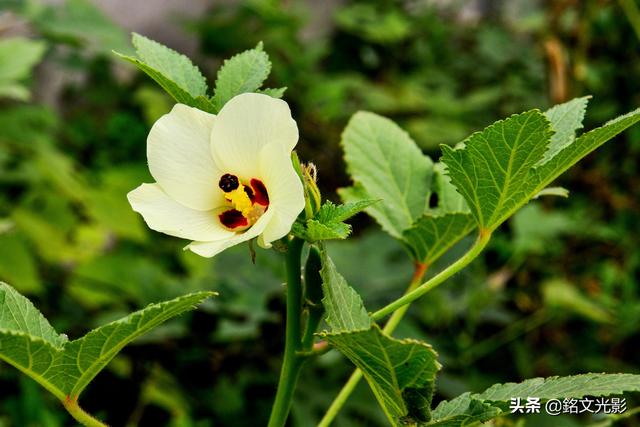 咖啡黄葵花可赏,果可食
