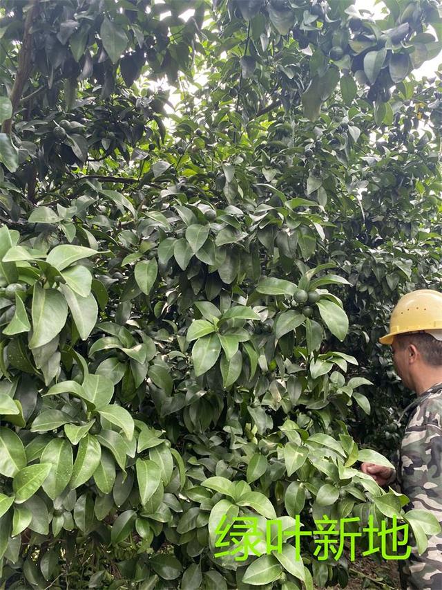 妗傛灄绉嶆鏈嬪弸绉扮敤鈥滅豢鍙舵柊鍦版妧鏈€濊兘淇冭姳淇濆収鑶涙灉锛岃繕娌℃湁鐣稿舰鏋? onerror=