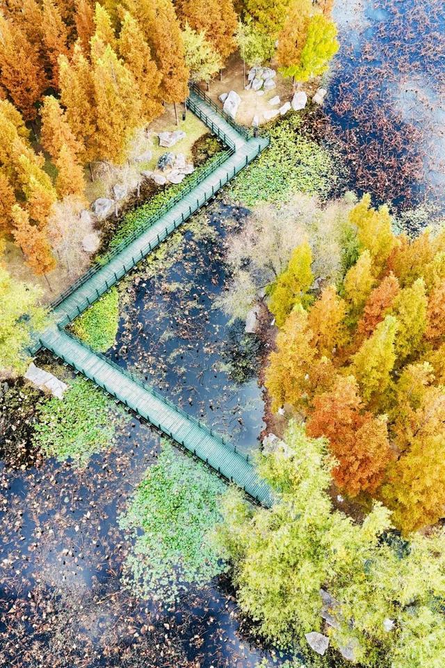 最新实拍！烟台鱼鸟河“顶级秋色”加载中