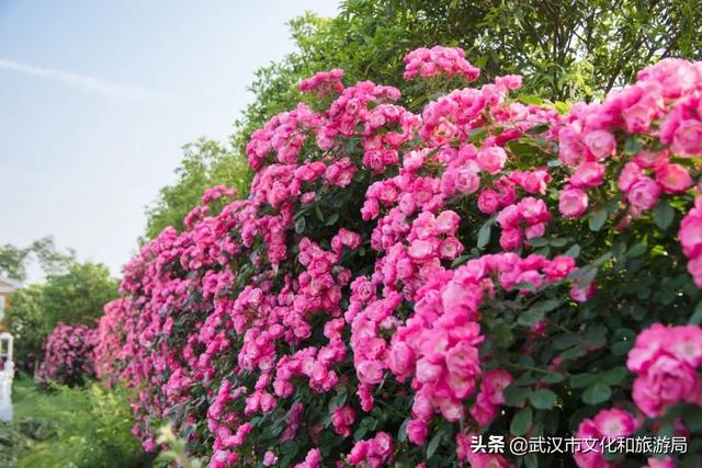 “五·一”周边游去哪儿嗨?来紫薇都市田园过花漾劳动节!五大活动惊“夏”不断!