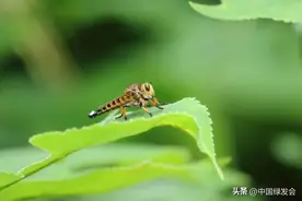 昆虫界的霸王一一食虫虻 | 绿会保护地科普图片