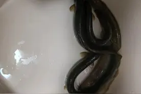 提高免疫力，好吃不腥的泥鳅汤做法图片