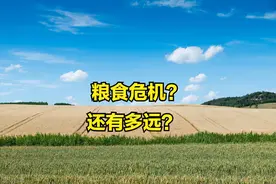 数百亩麦地被强行铲平？全球主食大涨300%，粮食危机离我们多远？图片