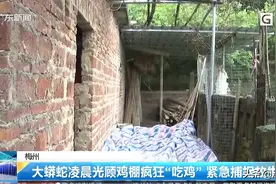 广东、海南，蟒蛇摸进各地鸡棚“疯狂吃鸡”，一次最多能吃几只？图片