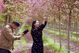 海棠花开正好 春色盎然如画图片