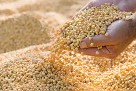 加代和杜成澳门之行：金相救场（4）图片