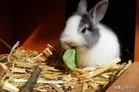 养兔子的牧草，这几种品质好，年收割4~6次，饲喂后很少生病图片