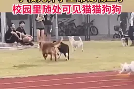 学校设宠物专业学生带自家宠物上学：还设有专门的狗房图片