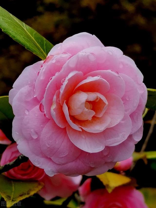 希望爱你直到生命结束,就是你理想的爱(山茶花的花语是什么意思) - 冷