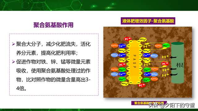 鑱氬悎姘ㄥ熀閰?鑲ユ枡鐨勫鏁堝洜瀛? onerror=