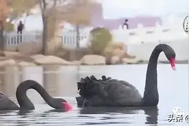 南湖公园黑天鹅即将入住“暖房”图片
