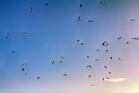 庄稼没出苗就被鸟“偷食”，老农的5个方法，能让鸟远离图片