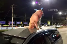 二哈霸占小姐姐的车顶！引得路人围观，结果它只是为了搭顺风车图片