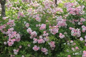 世界上10大最悲伤的花及花语，你都知道哪几个？图片