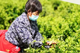 乡村振兴72变 | 南任庄村：金银花里生“金银”图片