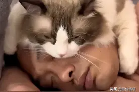 广东35度高温猫咪抱主人的脸睡觉，硬生生把主人热醒：我真的拴Q图片