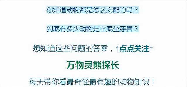 老人说黄鳝血是大补，小伙去田里钓起大黄鳝，生喝血酒差点没命？