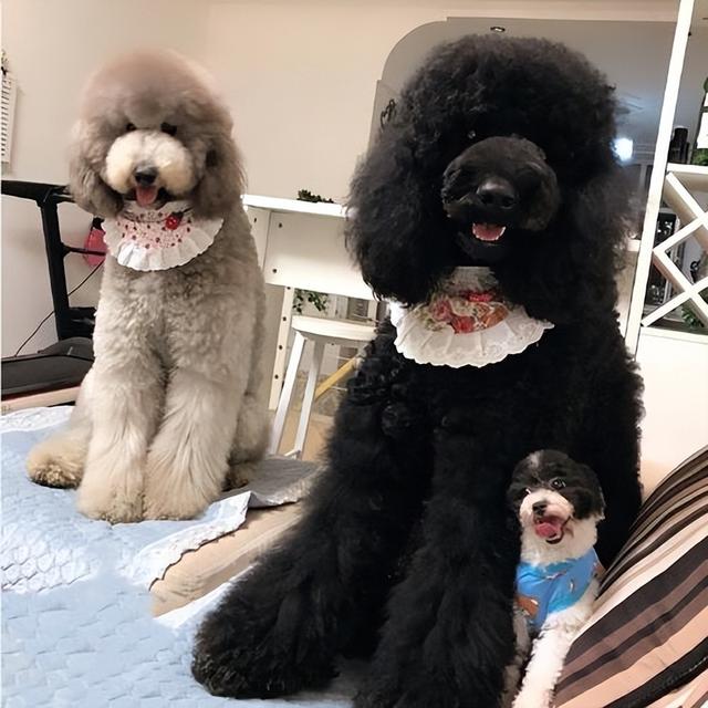 (巨贵犬多少钱一只) - 冷求网