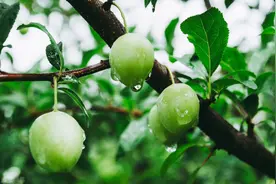 老人讲：“梅雨季吃3宝，虎夏没烦恼”，3宝指的是啥？正当吃图片