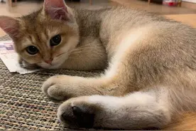 我不理解，一只金渐层为什么会这么难养？有几个原因图片