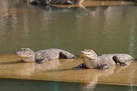 安徽野外放生扬子鳄，外放已超千条，鳄鱼伤人怎么办？图片